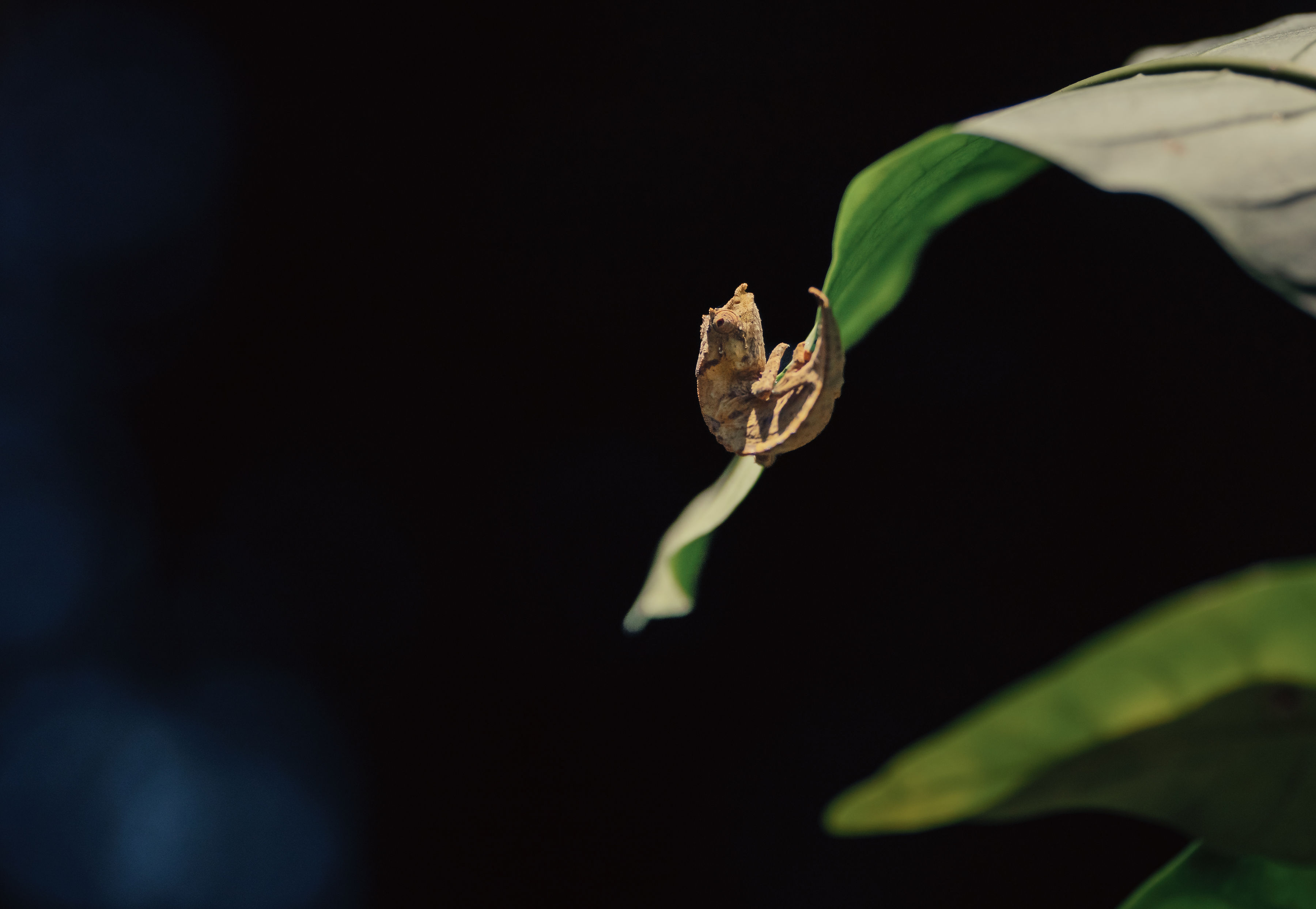 wico-Avatar